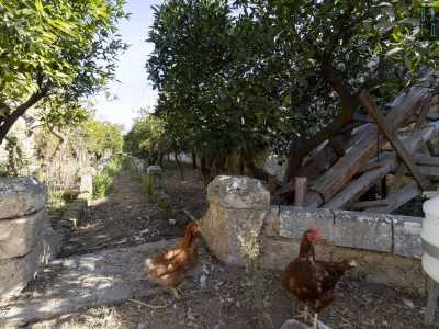 Sulla parte destra del piazzale si trova invece un giardino murato adibito ad agrumeto dove, tra arance, limoni e mandarini, razzolano alcune galline